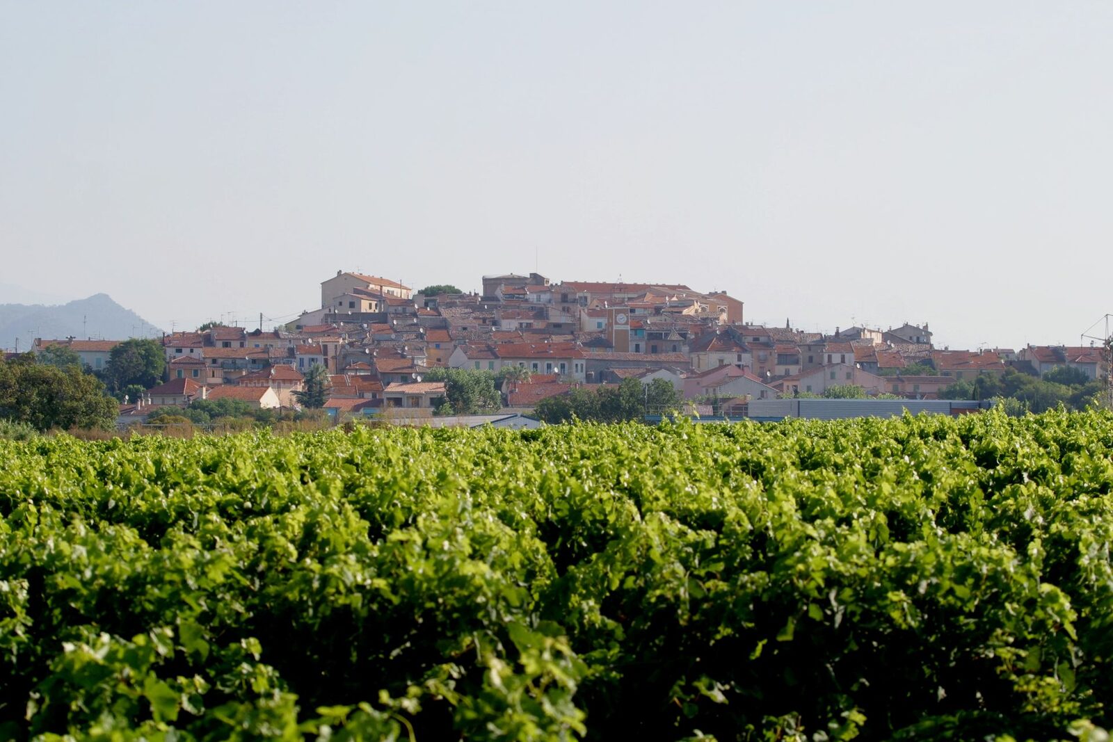Vue générale du village de Puget-sur-Argens depuis les vignes
